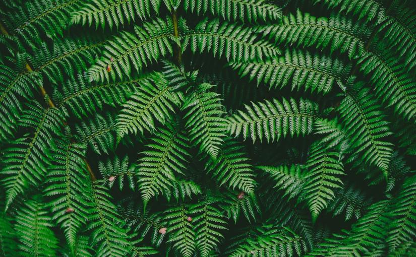 Photo by Lode Lagrainge on Unsplash